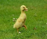 Indian Runner Duckling 9W027D-016